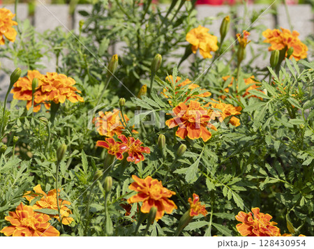 花壇に咲くマリーゴールド 花壇に咲くマリーゴールド 128430954