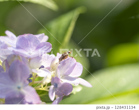 紫陽花とセマダラコガネ 紫陽花とセマダラコガネ 128431134