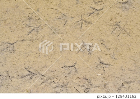 田んぼ、泥んこ、球技、イベント 128431162