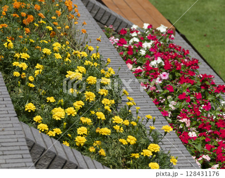 夏の花が咲く花壇の風景 夏の花が咲く花壇の風景 128431176
