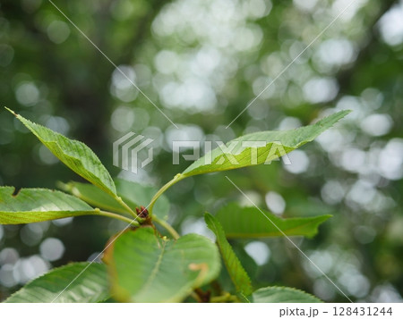 緑の戯れ　元気の源　桜の葉が舞う　夏の気配　コピースペース　夏真っ盛り！！！ 128431244