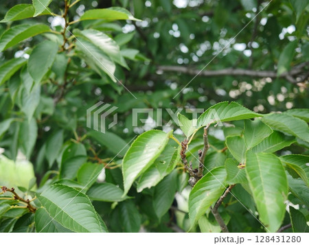 緑の戯れ 元気の源 桜の葉が舞う 夏の気配 コピースペース 夏真っ盛り!!! 緑の戯れ 元気の源 桜の葉が舞う 夏の気配 コピースペース 夏真っ盛り!!! 128431280