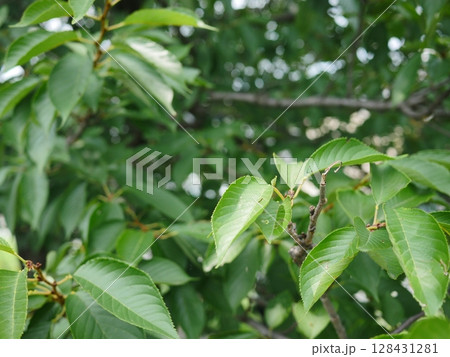 緑の戯れ　元気の源　桜の葉が舞う　夏の気配　コピースペース　夏真っ盛り！！！ 128431281