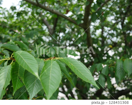 緑の戯れ　元気の源　桜の葉が舞う　夏の気配　コピースペース　夏真っ盛り！！！ 128431308