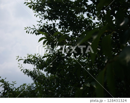 緑の戯れ　元気の源　桜の葉が舞う　夏の気配　コピースペース　夏真っ盛り！！！ 128431324