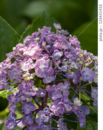 濡れた紫の紫陽花 128431458