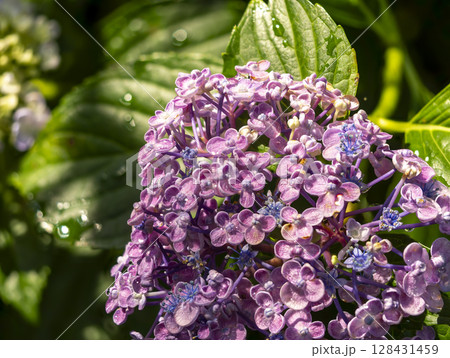 濡れた紫の紫陽花 128431459