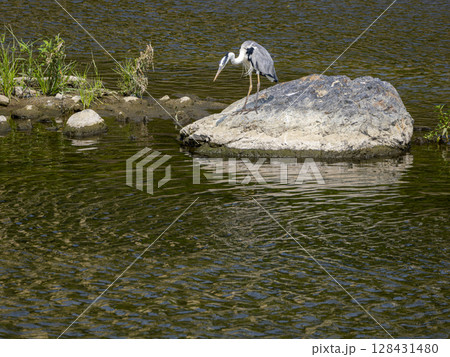 岩の上から魚を狙うアオサギ 128431480