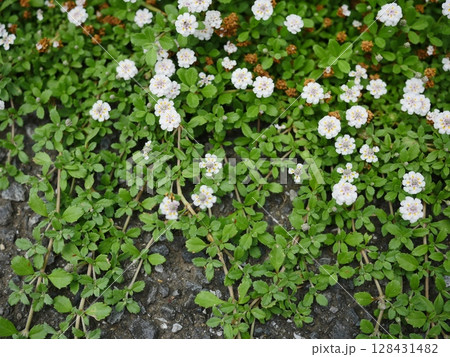 春の野に咲く小さな花 小さな世界が織り成す コピースペース 小さな花園 春の野に咲く小さな花 小さな世界が織り成す コピースペース 小さな花園 128431482