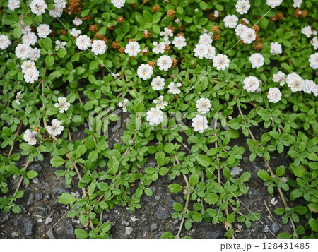 春の野に咲く小さな花 小さな世界が織り成す コピースペース 小さな花園 春の野に咲く小さな花 小さな世界が織り成す コピースペース 小さな花園 128431485