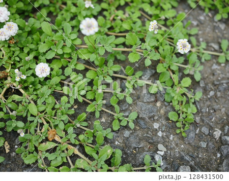春の野に咲く小さな花 小さな世界が織り成す コピースペース 小さな花園 春の野に咲く小さな花 小さな世界が織り成す コピースペース 小さな花園 128431500