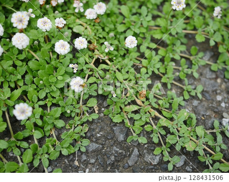 春の野に咲く小さな花　小さな世界が織り成す　コピースペース　小さな花園 128431506