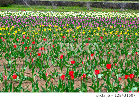 山中湖花の都公園 チューリップ畑の景色 山中湖花の都公園 チューリップ畑の景色 128431607