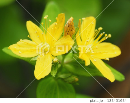 オトギリソウの花と蕾(20250710074008) オトギリソウの花と蕾(20250710074008) 128431684