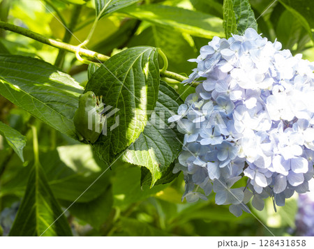 モリアオガエルと紫陽花 モリアオガエルと紫陽花 128431858