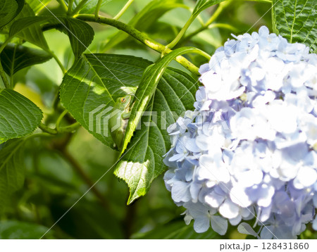 モリアオガエルと紫陽花 128431860