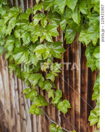 錆びたトタン板を覆うツタ植物 錆びたトタン板を覆うツタ植物 128431907