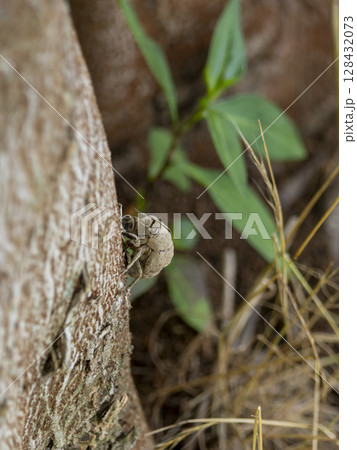 ムクノキと蝉の抜け殻 ムクノキと蝉の抜け殻 128432073