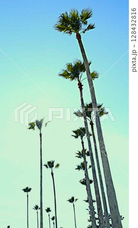 青空へ伸びる木 128432816
