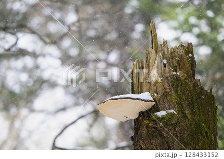 サルノコシカケと降雪 128433152