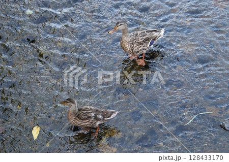 京都市 京都 鴨川 清水五条 京阪電鉄 阪急電鉄 合鴨 アイガモ 清水五条駅 京都河原町駅 京都市 京都 鴨川 清水五条 京阪電鉄 阪急電鉄 合鴨 アイガモ 清水五条駅 京都河原町駅 128433170
