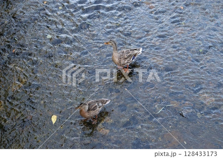 京都市　京都　鴨川　清水五条　京阪電鉄　阪急電鉄　合鴨　アイガモ　清水五条駅　京都河原町駅 128433173