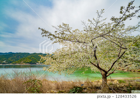 三重県熊野市　楯ヶ崎の柱状節理 128433526
