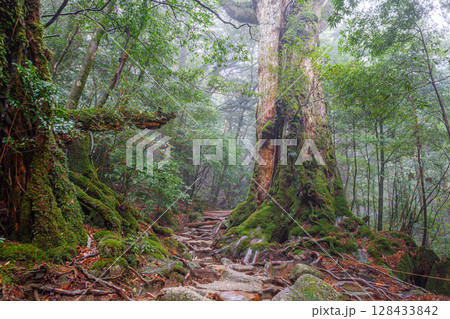 屋久杉七本杉　屋久島白谷雲水峡(3月) 128433842