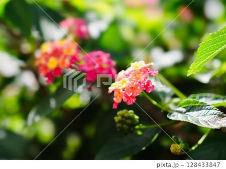 ランタナの花 128433847