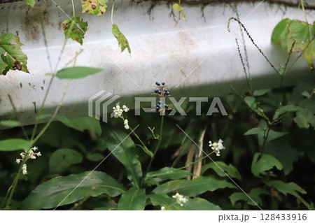 ヤブミョウガの花と実 ヤブミョウガの花と実 128433916