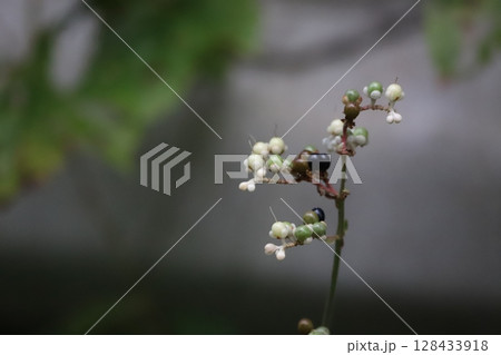 ヤブミョウガの花と実 ヤブミョウガの花と実 128433918