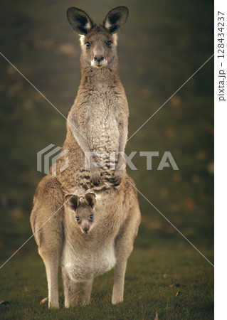 Eastern Grey Kangaroo with Joey Eastern Grey Kangaroo with Joey 128434237