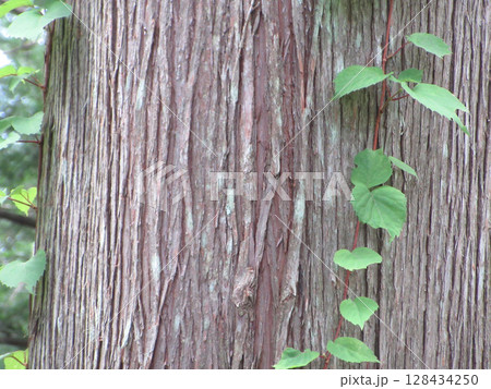 木の幹にツタが這う 木の幹にツタが這う 128434250