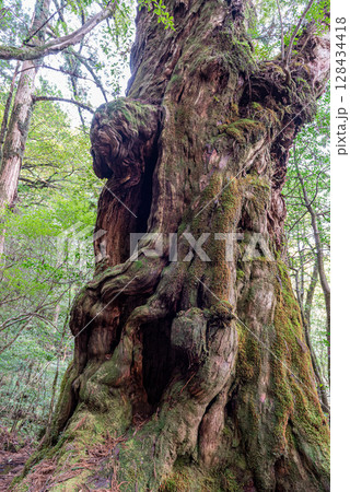 屋久杉仏陀杉　屋久島ヤクスギランド(3月) 128434418