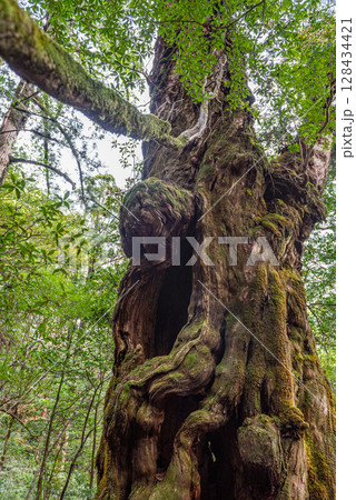 屋久杉仏陀杉 屋久島ヤクスギランド(3月) 屋久杉仏陀杉 屋久島ヤクスギランド(3月) 128434421