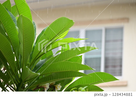 beautiful green leaf texture in springtime, water drop on frangipani leaves beautiful green leaf texture in springtime, water drop on frangipani leaves 128434881