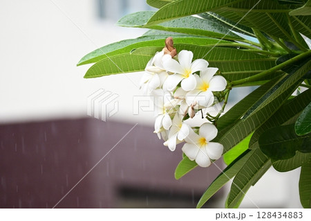 beautiful frangipani flower tree in springtime, rainy day 128434883