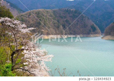 東京・奥多摩湖の桜 128434923