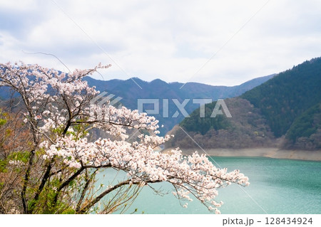 東京・奥多摩湖の桜 128434924