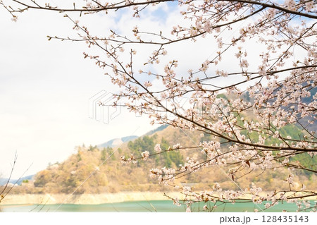 東京・奥多摩湖の桜 128435143