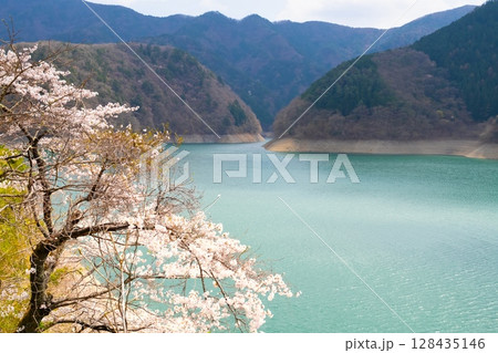 東京・奥多摩湖の桜 128435146