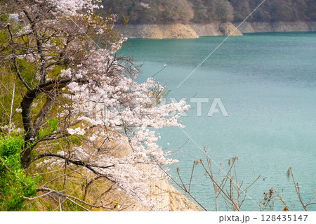 東京・奥多摩湖の桜 128435147