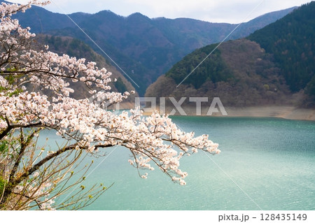 東京・奥多摩湖の桜 128435149
