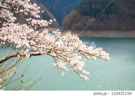 東京・奥多摩湖の桜 128435150