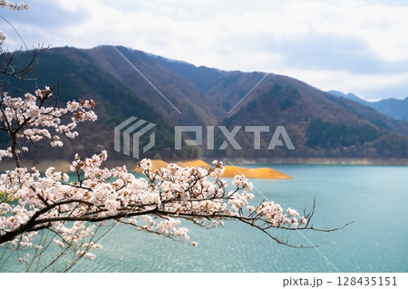 東京・奥多摩湖の桜 128435151