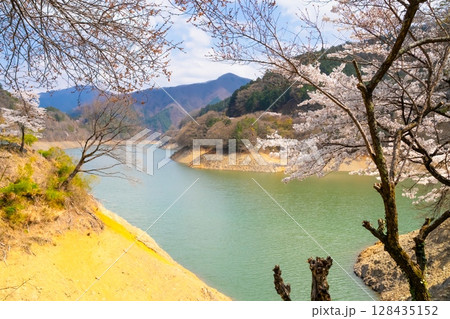 東京・奥多摩湖の桜 128435152