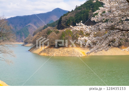 東京・奥多摩湖の桜 128435153