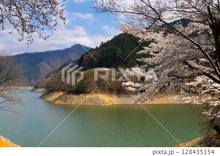 東京・奥多摩湖の桜 東京・奥多摩湖の桜 128435154