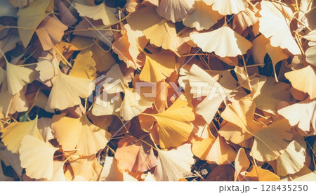 黄金色に染まる：地面を覆うイチョウの葉 128435250