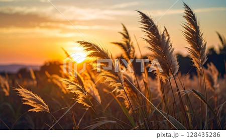 夕焼けに染まるススキの穂:秋のゴールデンアワー 夕焼けに染まるススキの穂:秋のゴールデンアワー 128435286